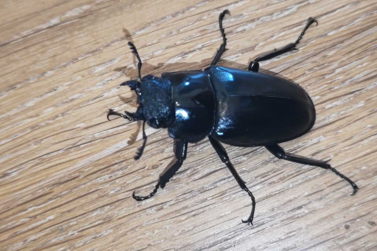 ギラファノコギリクワガタ(ケイスケ)ペア②♂84mm♀48mm_4