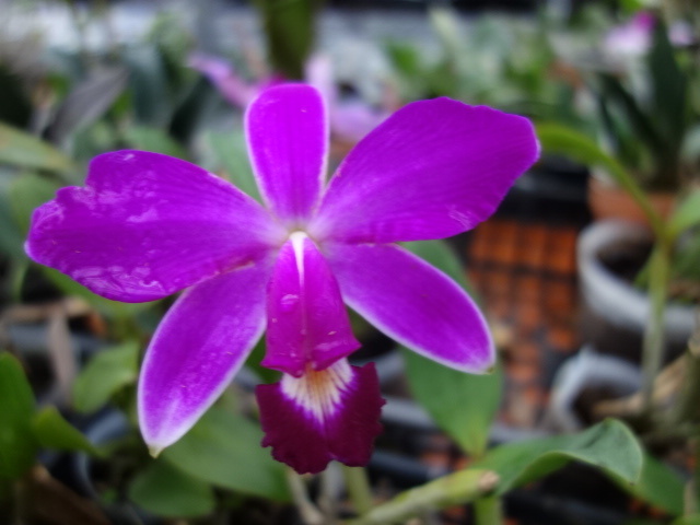洋蘭原種カトレアL.purpurata Yahoo!オークション - 洋蘭 カトレア 原種 C. violacea 'Coronet