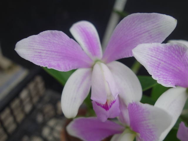 Yahoo!オークション - 洋蘭 カトレア 原種 C. violacea 'Coronet