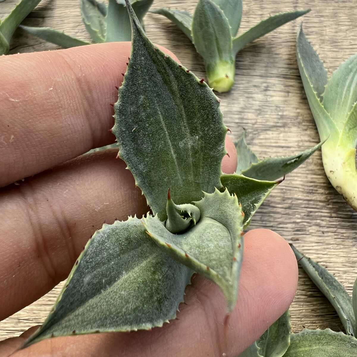 超特選】 C42 多肉植物 アガベ 雷神 白縞斑 優れたDNA 厳選極上子株11