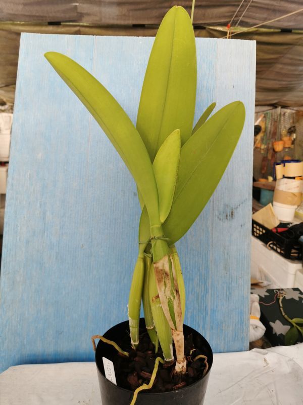 ◎◎洋蘭◎◎ C. Orglades Grand 'Tien-Mu'