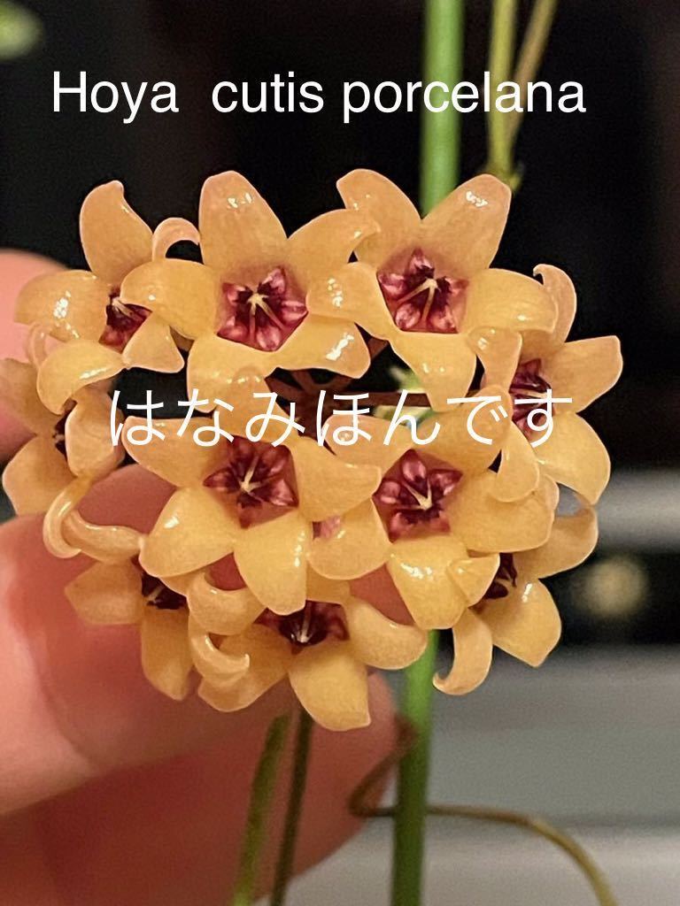Hoya cutis-porcelana ホヤ ポルセラナ cutis - クティス porcelana Yahoo!オークション 0513 hoya 吊り鉢仕立 Rare | 0 *Unrooted