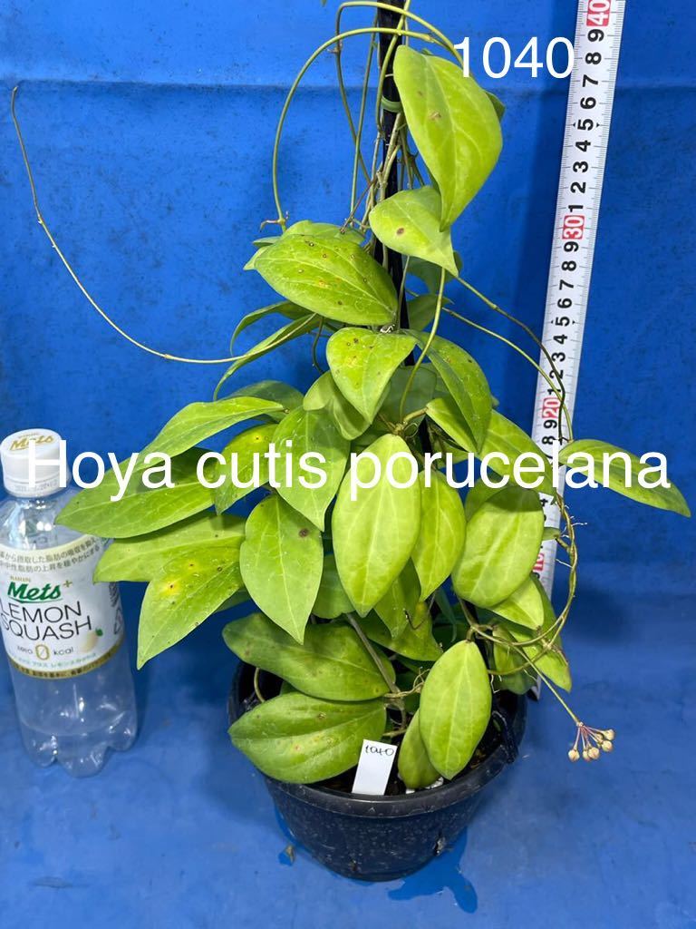 Hoya cutis-porcelana ホヤ ポルセラナ cutis - クティス porcelana Yahoo!オークション 0513 hoya 吊り鉢仕立 Rare | 0 *Unrooted