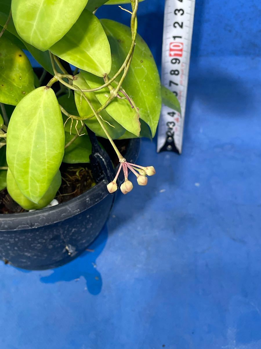 Hoya cutis-porcelana ホヤ ポルセラナ cutis - クティス porcelana Yahoo!オークション 0513 hoya 吊り鉢仕立 Rare | 0 *Unrooted