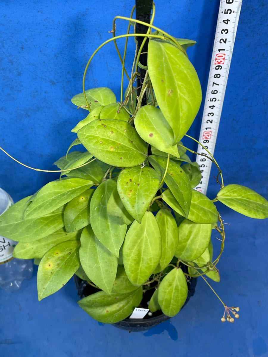 Hoya cutis-porcelana ホヤ ポルセラナ cutis - クティス porcelana Yahoo!オークション 0513 hoya 吊り鉢仕立 Rare | 0 *Unrooted