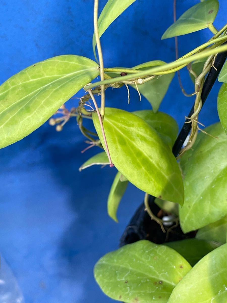 Hoya cutis-porcelana ホヤ ポルセラナ cutis - クティス porcelana Yahoo!オークション 0513 hoya 吊り鉢仕立 Rare | 0 *Unrooted