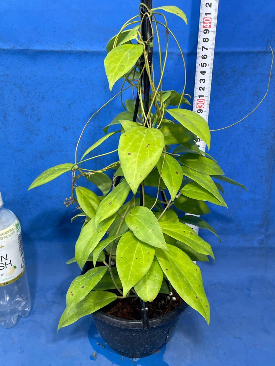 Hoya cutis-porcelana ホヤ ポルセラナ cutis - クティス porcelana Yahoo!オークション 0513 hoya 吊り鉢仕立 Rare | 0 *Unrooted