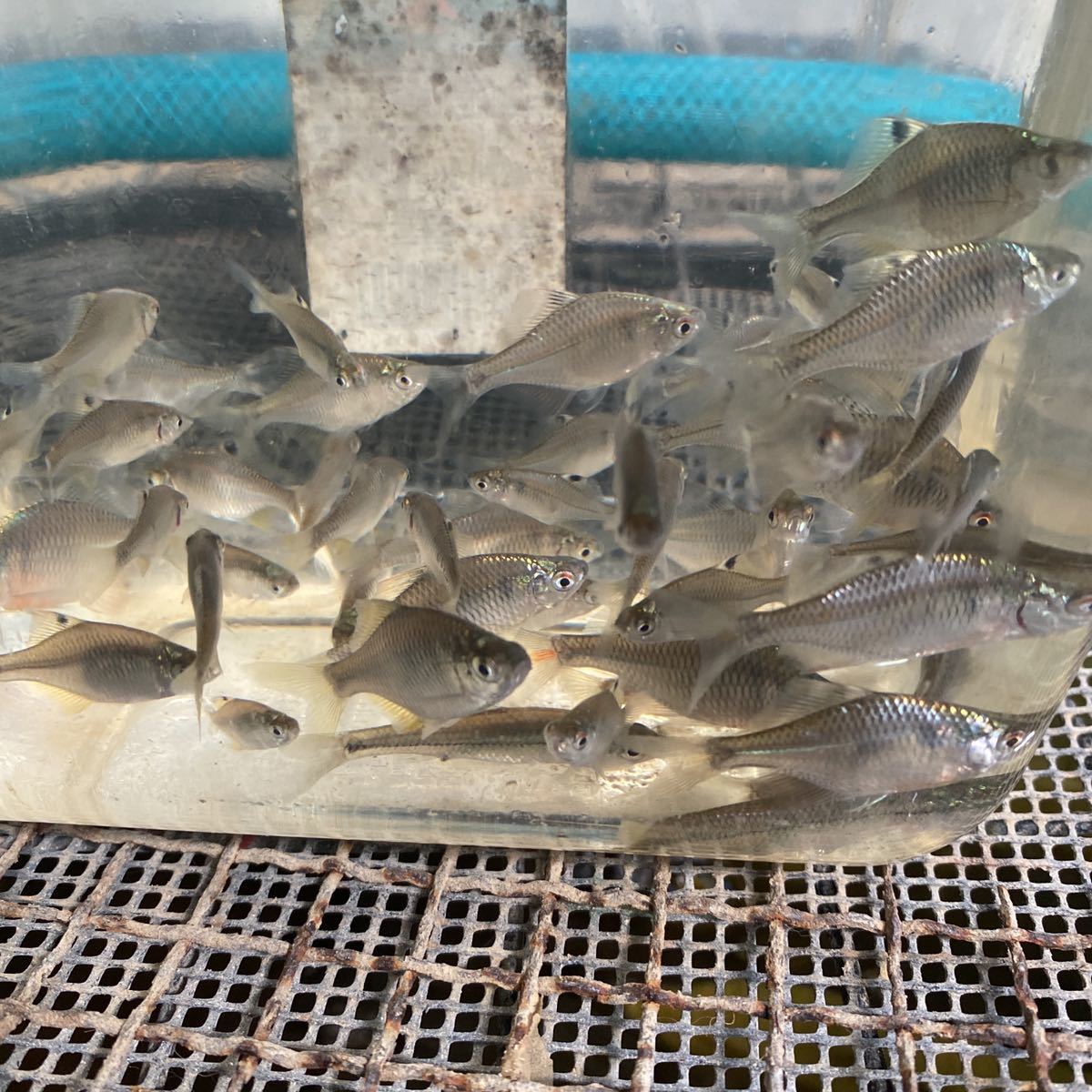 千葉県旭市産　餌用タイリクバラタナゴ川魚 150匹予備+10匹 送料込み