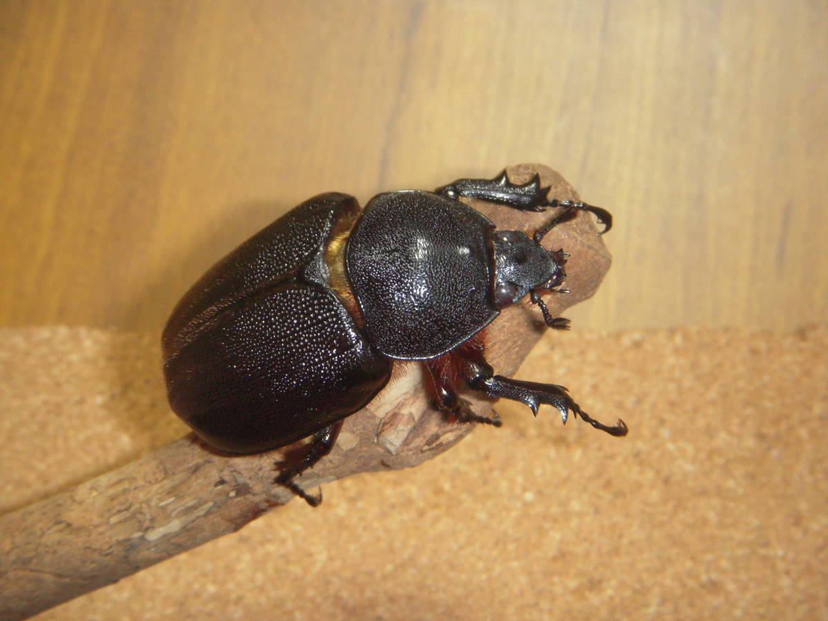 サタンオオカブト CBF2 ♀約62mm 1頭 後食済 【公式通販】