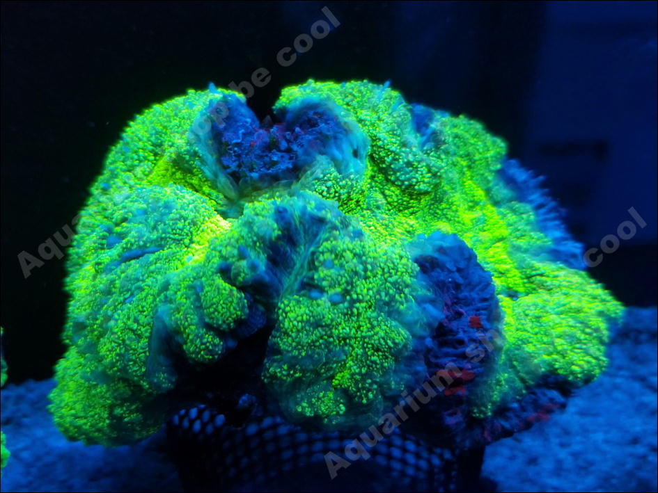 【定番，限定SALE】 ビクール D２５ ハナガタサンゴ １３ｃｍ前後(海水魚)｜売買されたオークション情報、yahooの商品情報をアーカイブ公開 - オークファン 海水魚