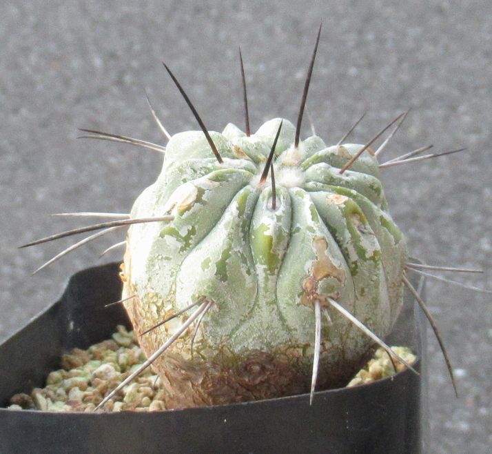 コピアポア カリザレンシス - 黒閃玉 種子Copiapoa Carizalensis