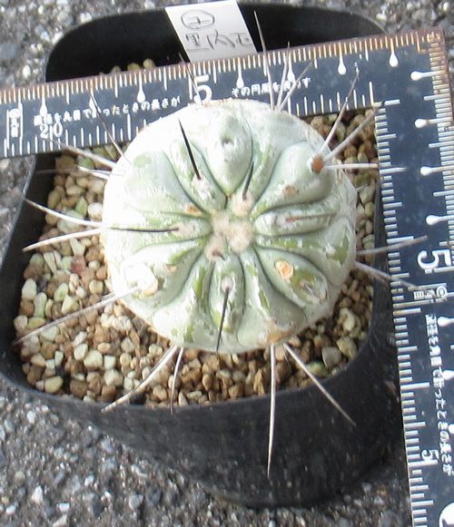 コピアポア カリザレンシス - 黒閃玉 種子Copiapoa Carizalensis