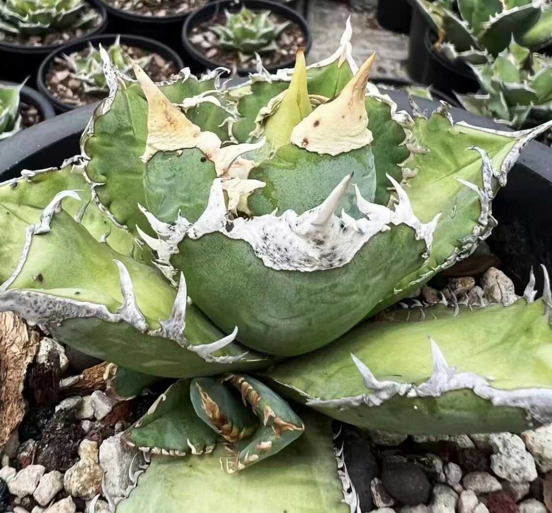 アガベ agave Ferox Green Goblet グリーンゴブレット 【公式通販】