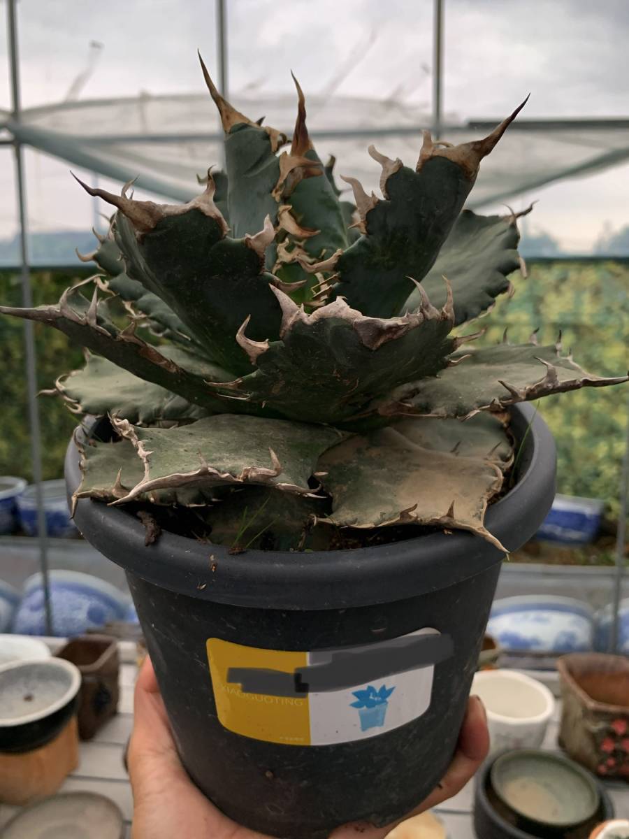 NO.4 ボールタイプ　Agave titanota 白鯨　チタノタ　アガベ 竜舌蘭 