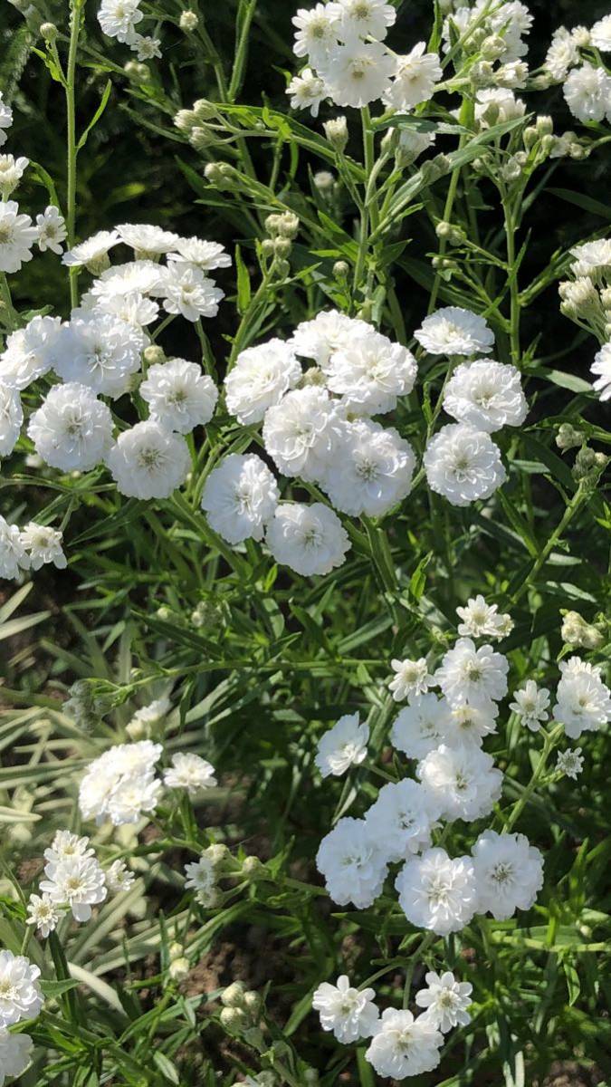 アキレアの値段と価格推移は 22件の売買情報を集計したアキレアの価格や価値の推移データを公開