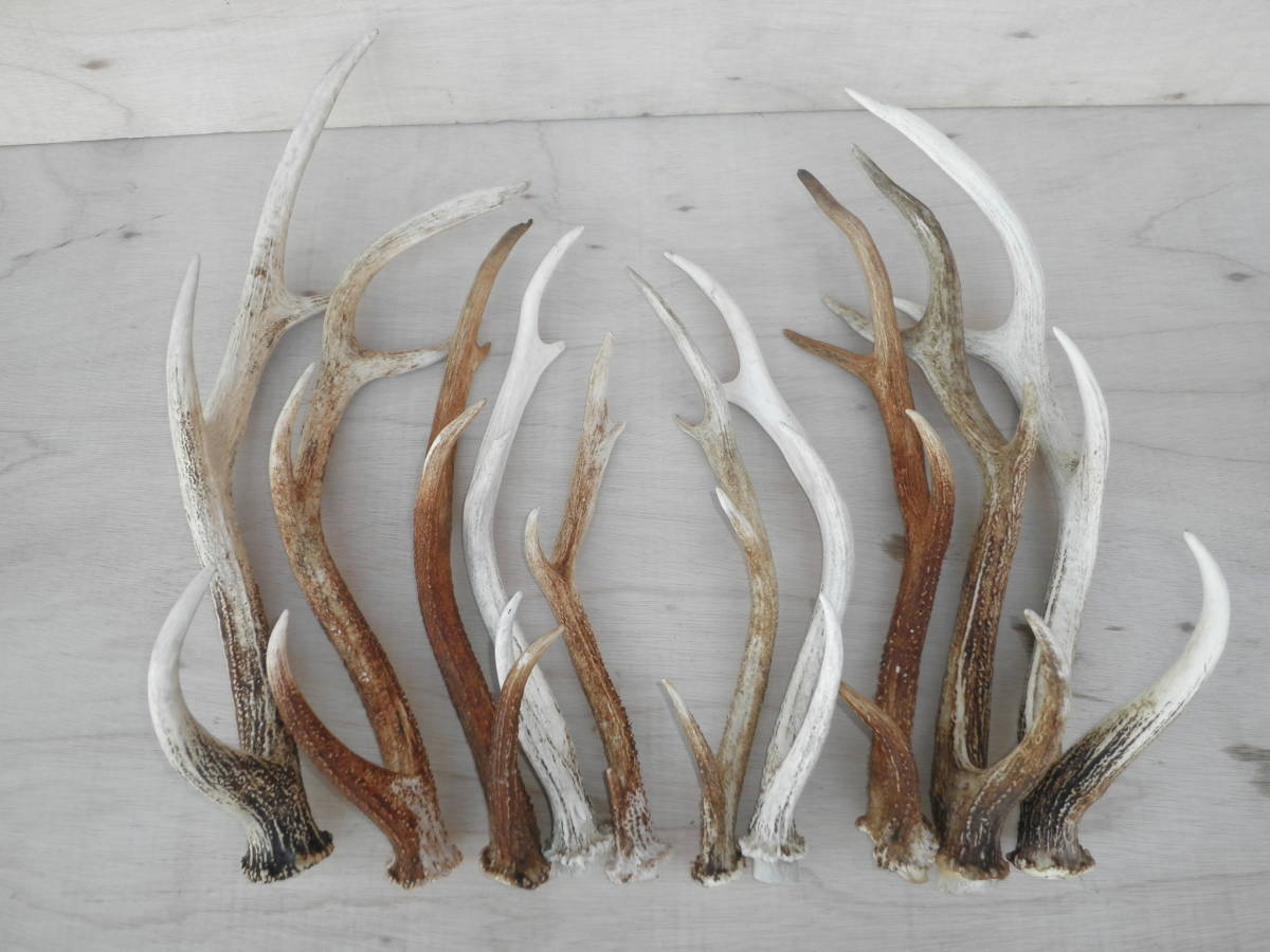 鹿の角、蝦夷鹿の角、古角１０本セット(約7,4kg) 格安 古角 鹿の角 10本セット 鹿角 えぞ鹿 エゾ鹿 エゾシカ 剥製 鹿の
