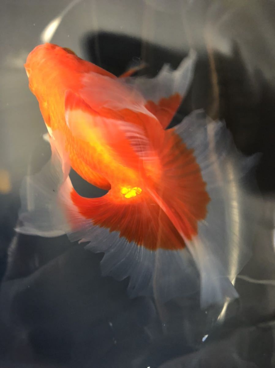 土佐金 土佐錦 金魚 ☆土佐錦 当歳魚 ③ 当歳 0 金魚王子土佐金(土佐錦 