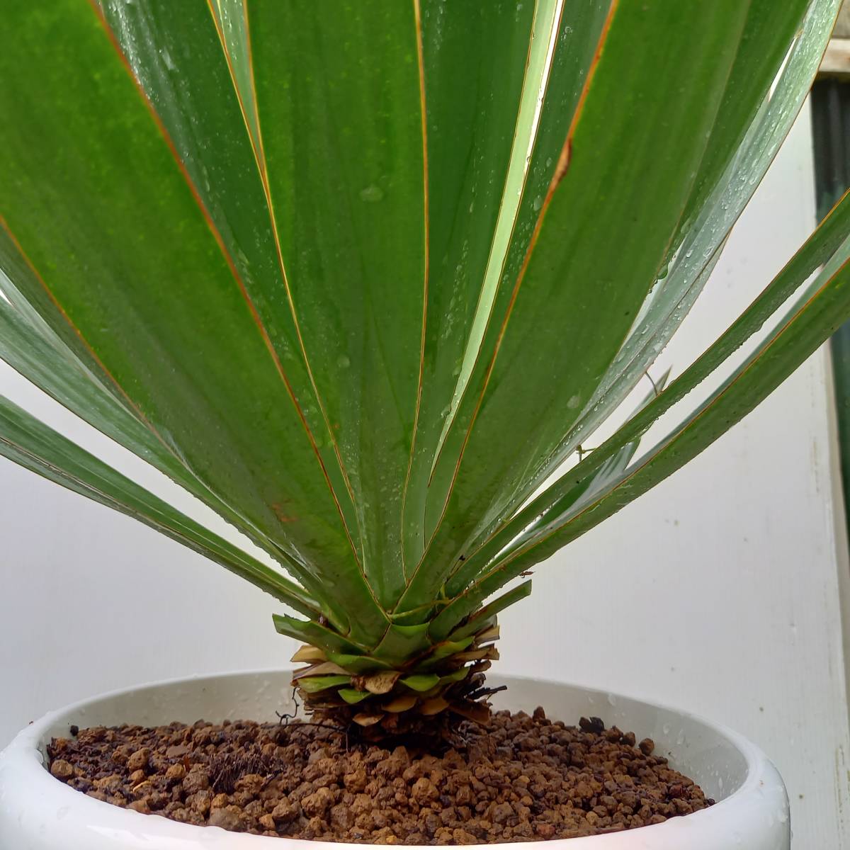 観葉植物 ユッカ・キミガヨラン・グロリオサ 9号鉢植 サイズ 横幅 50