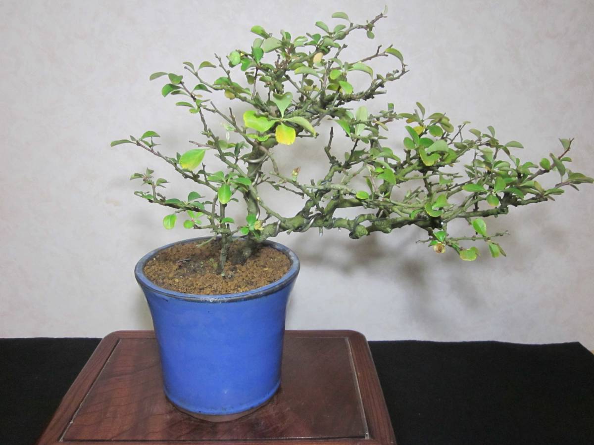 古木感上々 白長寿梅 長寿梅 白花 風情ある半懸崖仕立て 持込