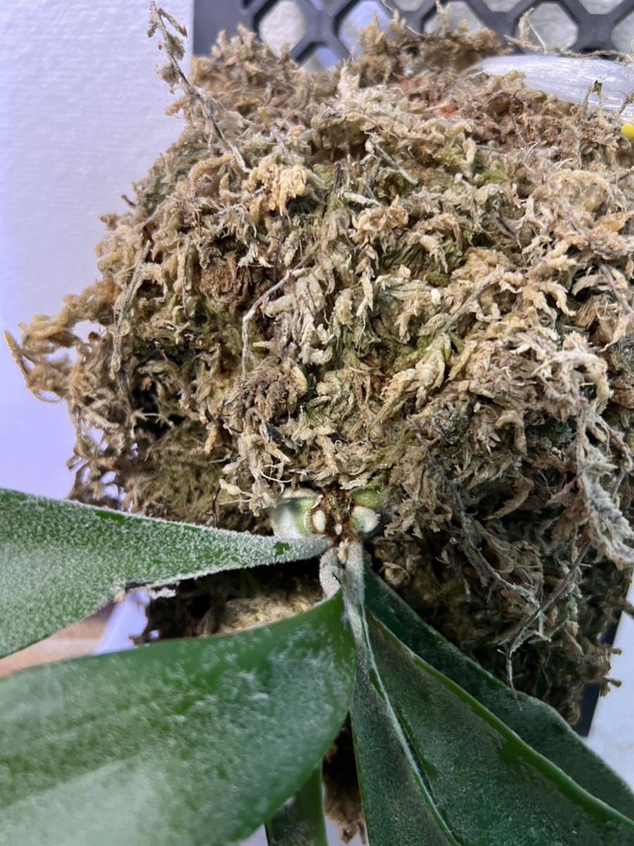 ビカクシダ　ウィリンキー　セルソタツタ(Platycerium willinckii 'Celso Tatsuta)