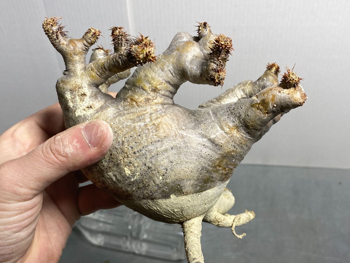 マカイエンセ | 「塊根植物」パキポディウム パキポディウム 