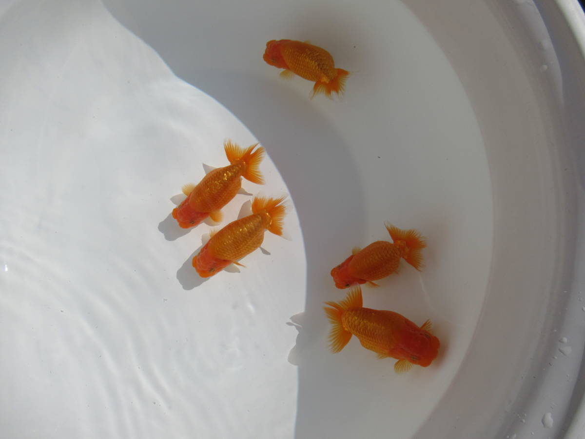 天明らんちゅう】□厳選本命魚□□ 特選魚 当歳 洗面器全部 特上品