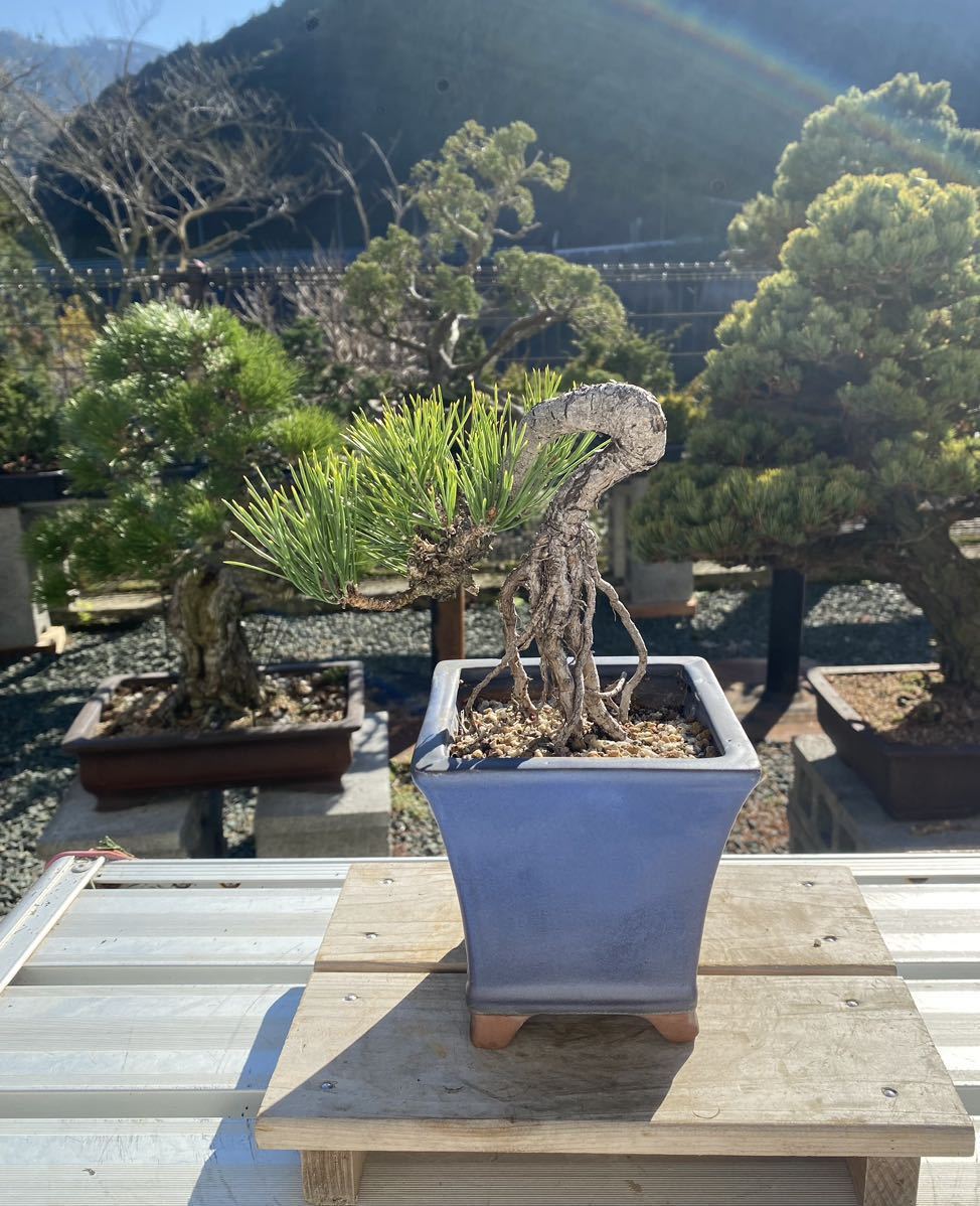 小品 懸崖 赤松盆栽 五葉松盆栽 真柏盆栽 懸崖 真柏 黒松 赤松 五葉松