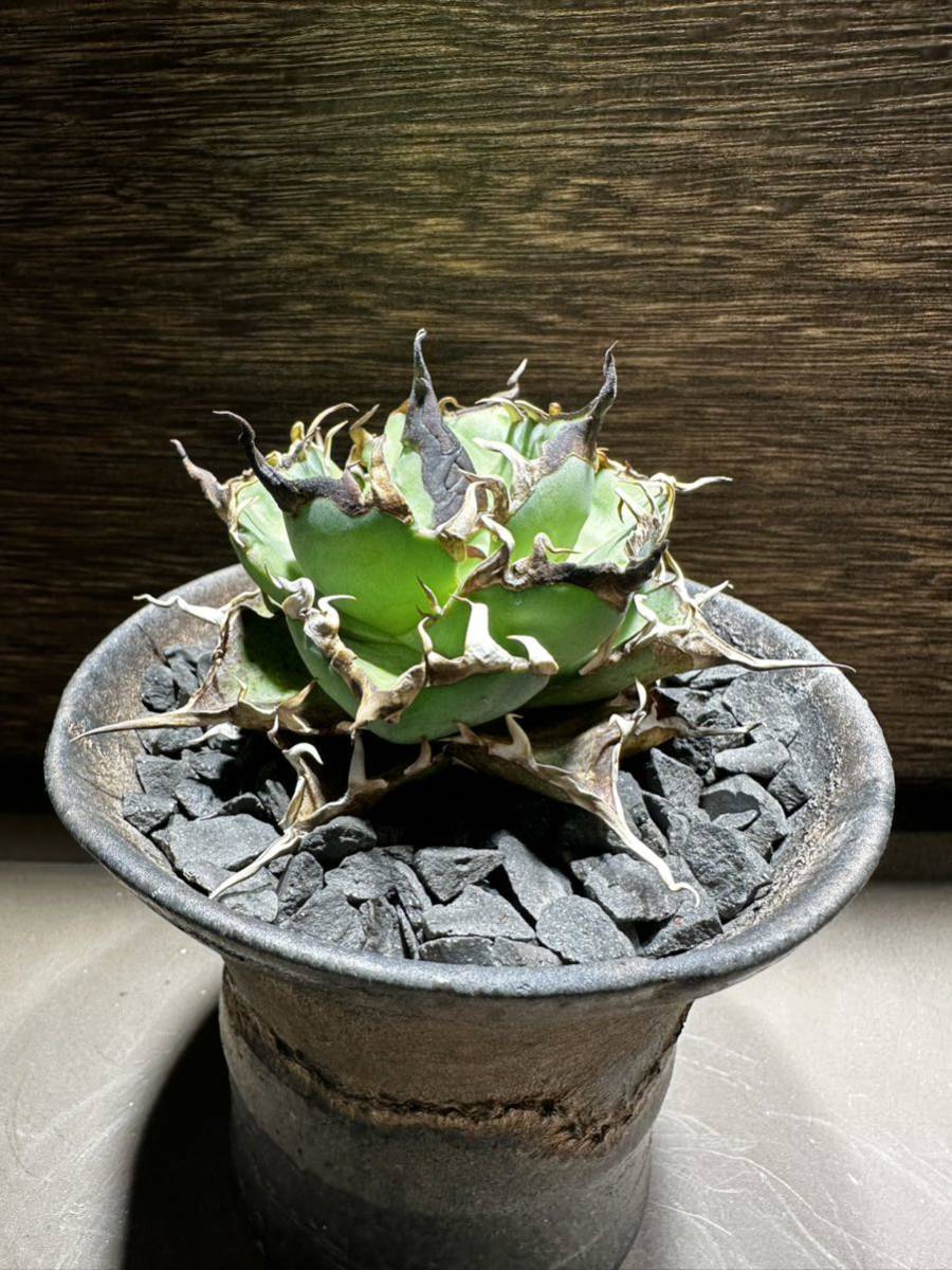 アガベ チタノタ ハデス 陽炎棘中株 Agave titanota hades ハーデス