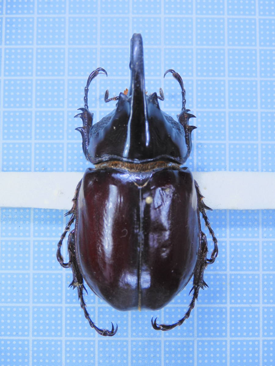 パラタイプ　 Baudent コレクションガボン産　ニセケンタウルスオオカブト Augosoma hippocrates 64mm