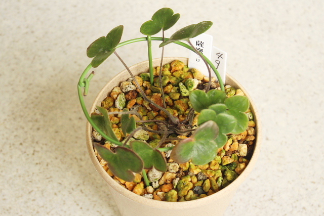 雪割草 夢織（ゆめおり）大3芽品 夢織 三段咲き 雪割草銘品三段咲き 3
