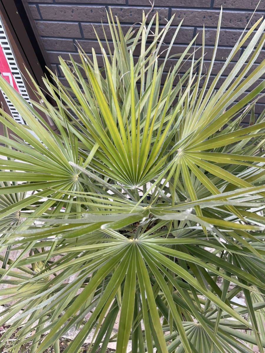 チャメロプス ヤシ ヤシの木 庭木 盆栽 ガーデニング 庭 観葉植物 ココスヤシ チャメロップス｜植木、庭木