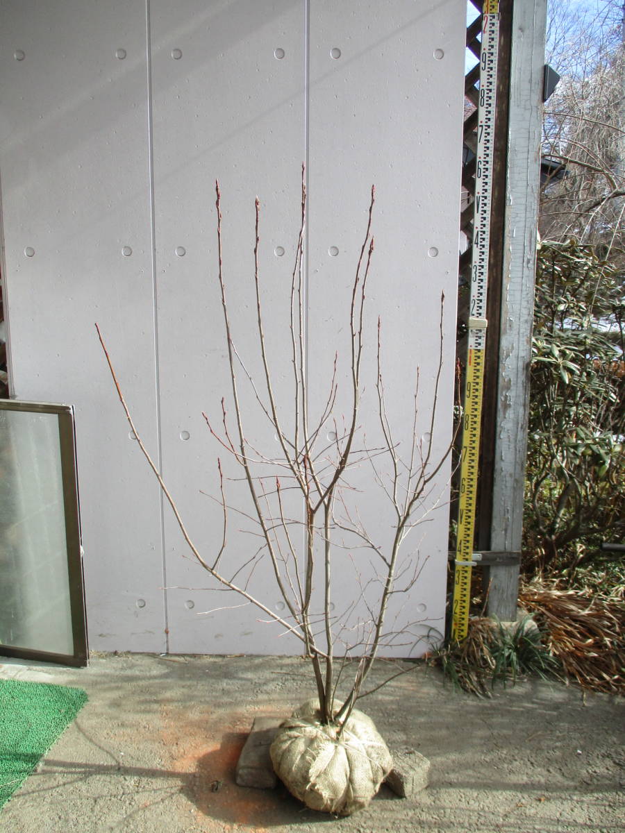 生産者直売！　◆ジューンベリー◆　樹高1.3m　株立ち