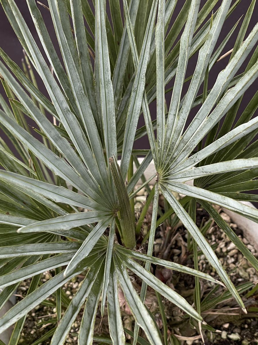 Green＂r＂ Chamaerops・humilis・var ・cerifer Blue
