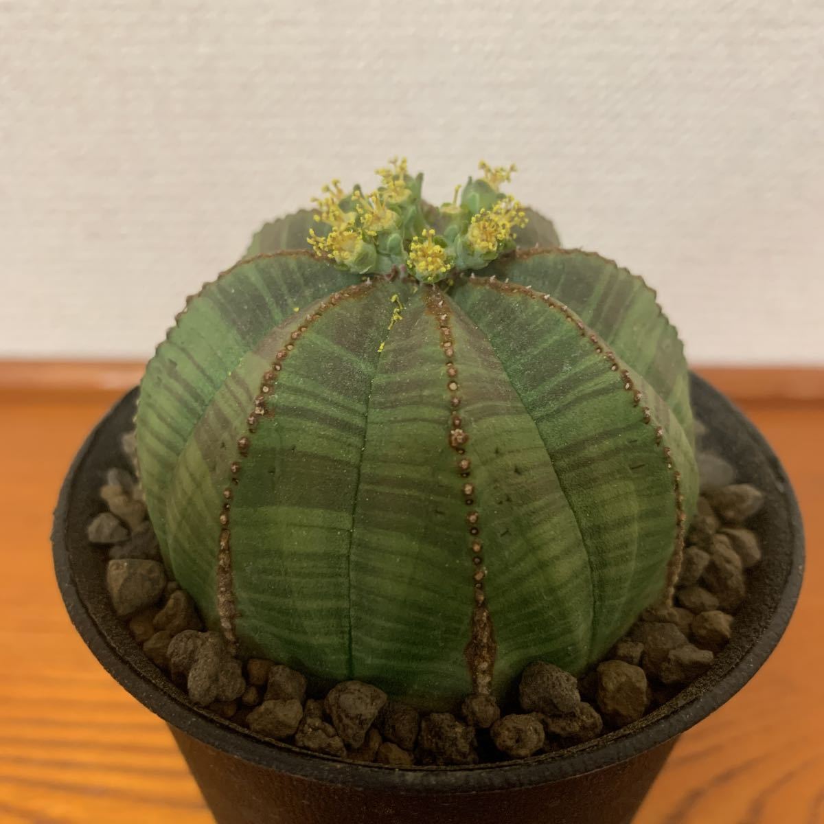 オス株 木質化 ユーフォルビア オベサ オス マウンテン オベサ