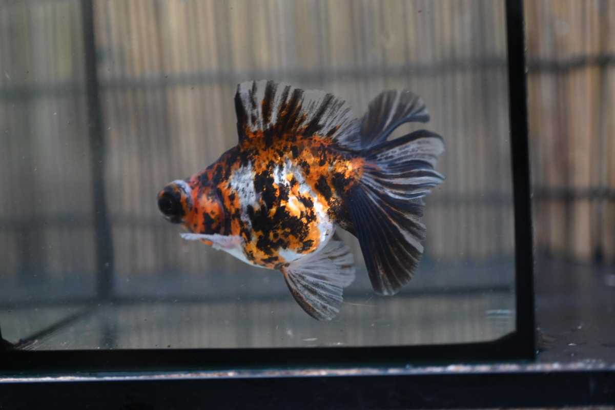 香港産 キャリコ出目蝶尾 10cm 雌 No6