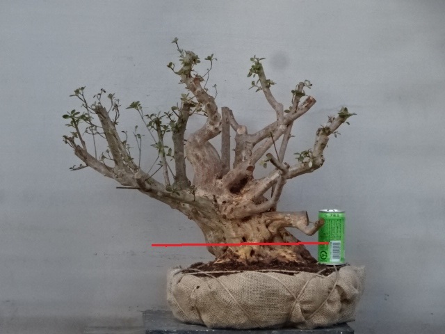 【趣味のさつき】 古花の太物新木 「旭の光」 樹高43㎝　幹回り51㎝　新木皐月 　