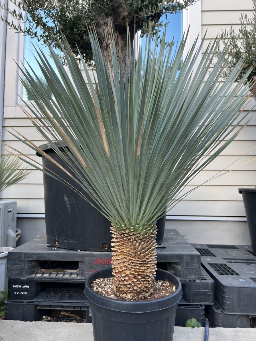 ユッカ ロストラータ 濃厚ブルー 太株