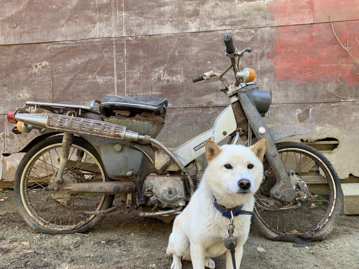 【しばわんこ】 2 ホンダ CT50 ハンターカブ キック不可 不動 茨城県常陸太田市 かがくの