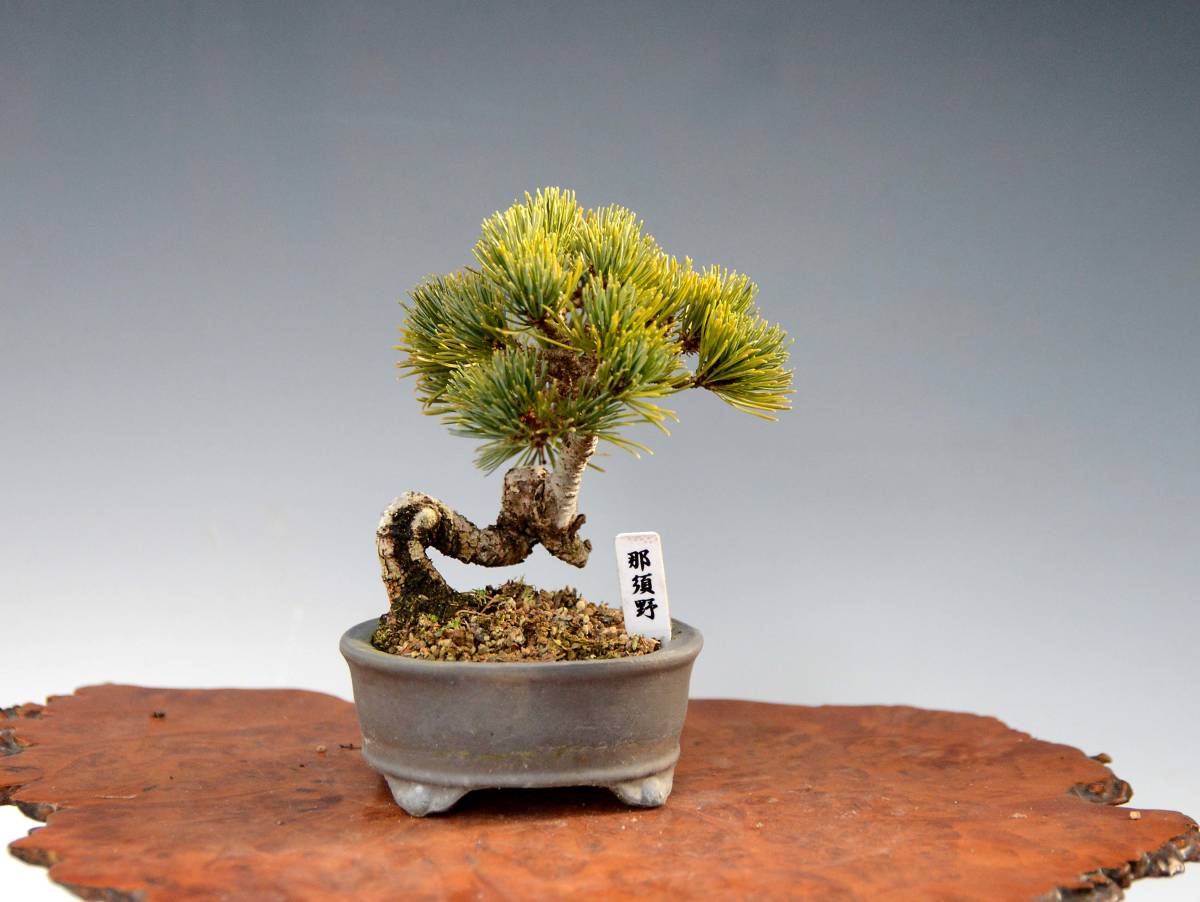 最新種 八ツ房五葉松「那須野」ミニ盆栽（1）
