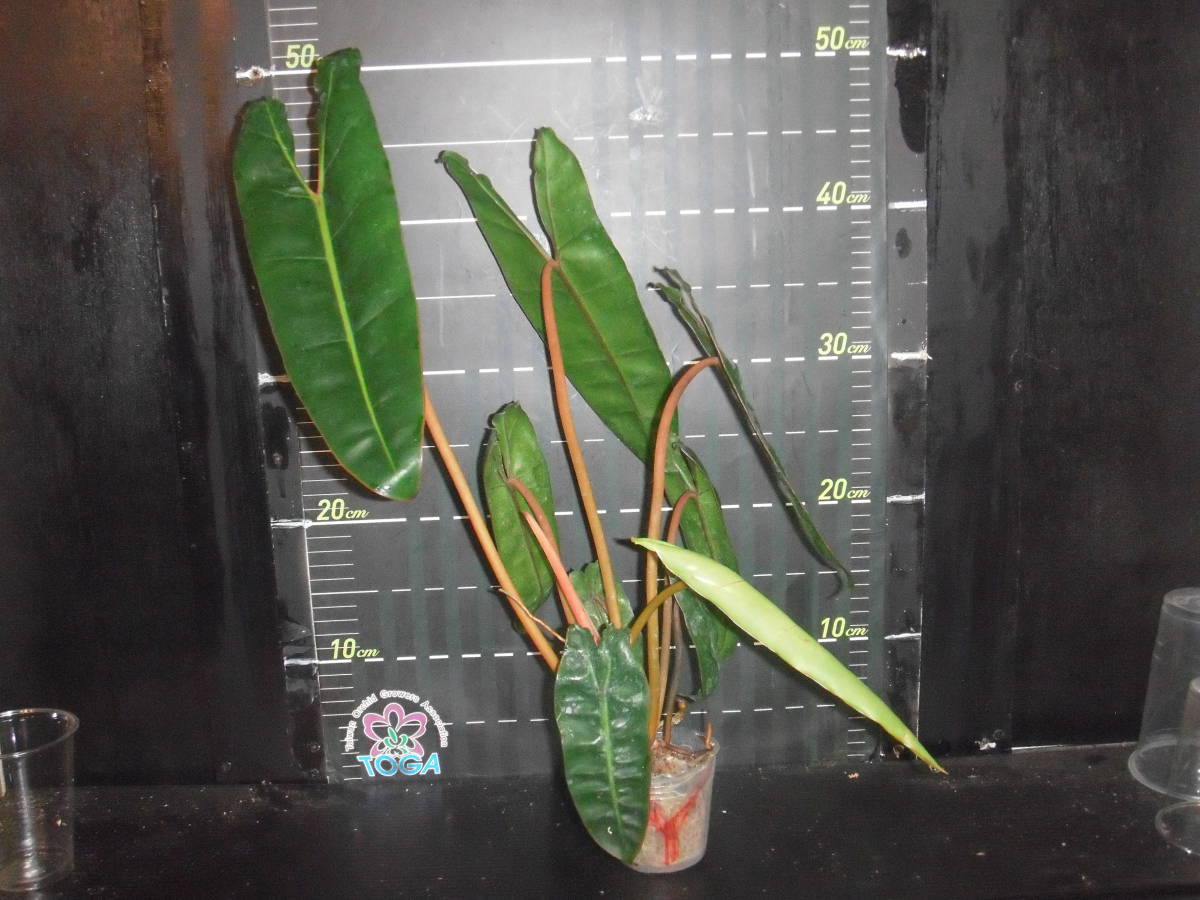 観葉植物 フィロデンドロン ビレッティア Philodendron billietiae、、、、Y