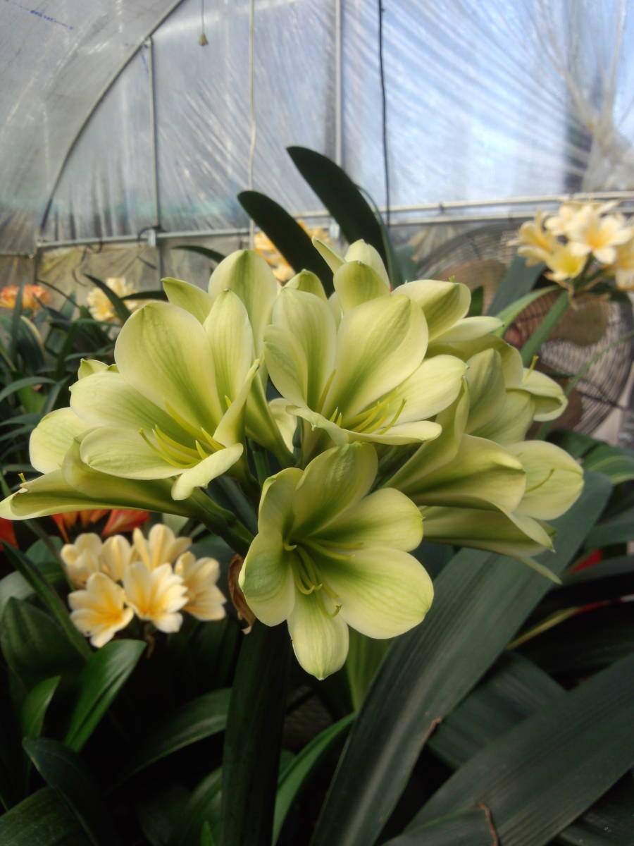 ＊クンシラン＊　Ｇ２黄花 青軸 濃いヒラオグリーンにＧ２ボタンＦ１ 驚異の37弁花交配 １年生実生 ３本植え