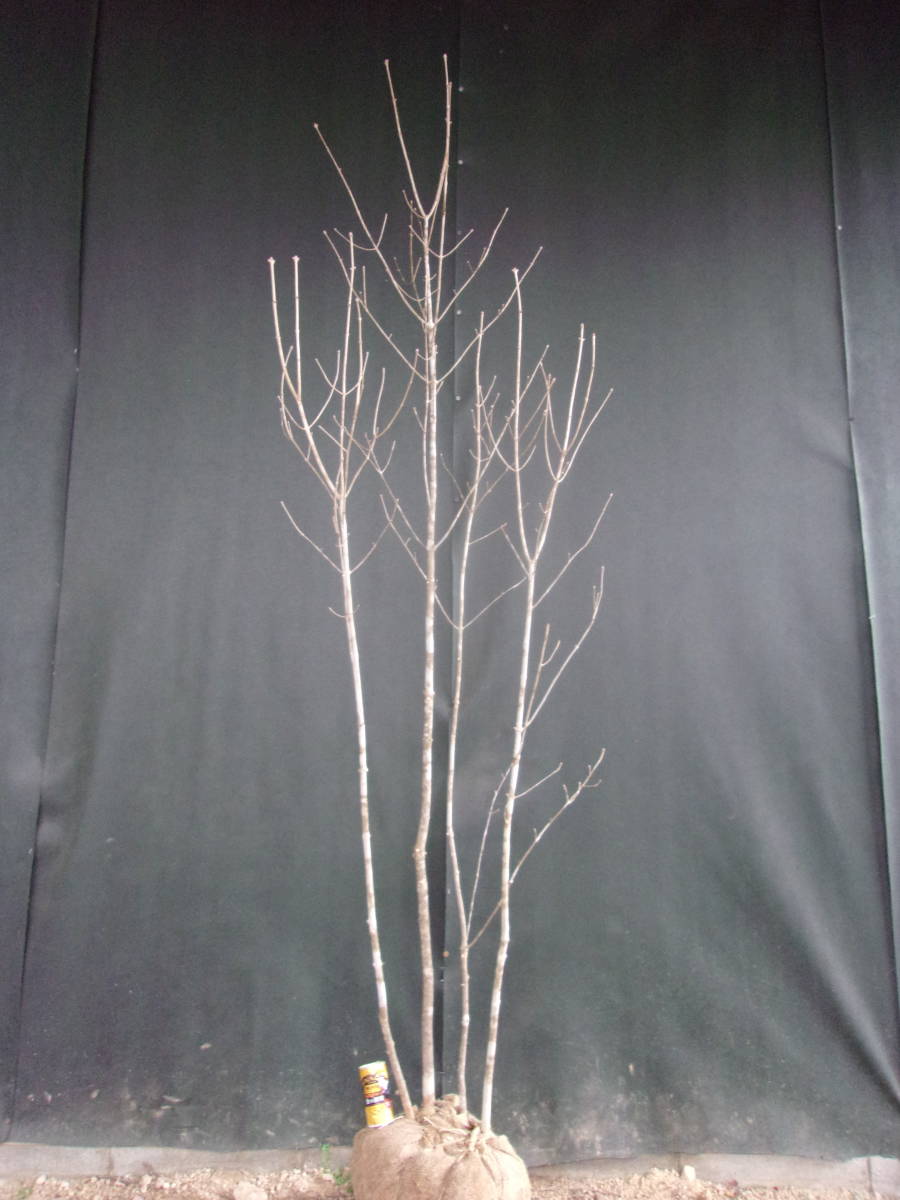 ◇◇アオダモ 山取 ◇◇85 アオダモ 山取 山採り 完全売り尽くし