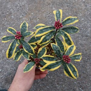 沈丁花 前島のヤフオク の相場 価格を見る ヤフオク の沈丁花 前島のオークション売買情報は8件が掲載されています