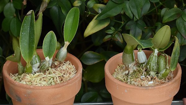 洋蘭カトレア原種 c.walkeriana coerulea 2株セット