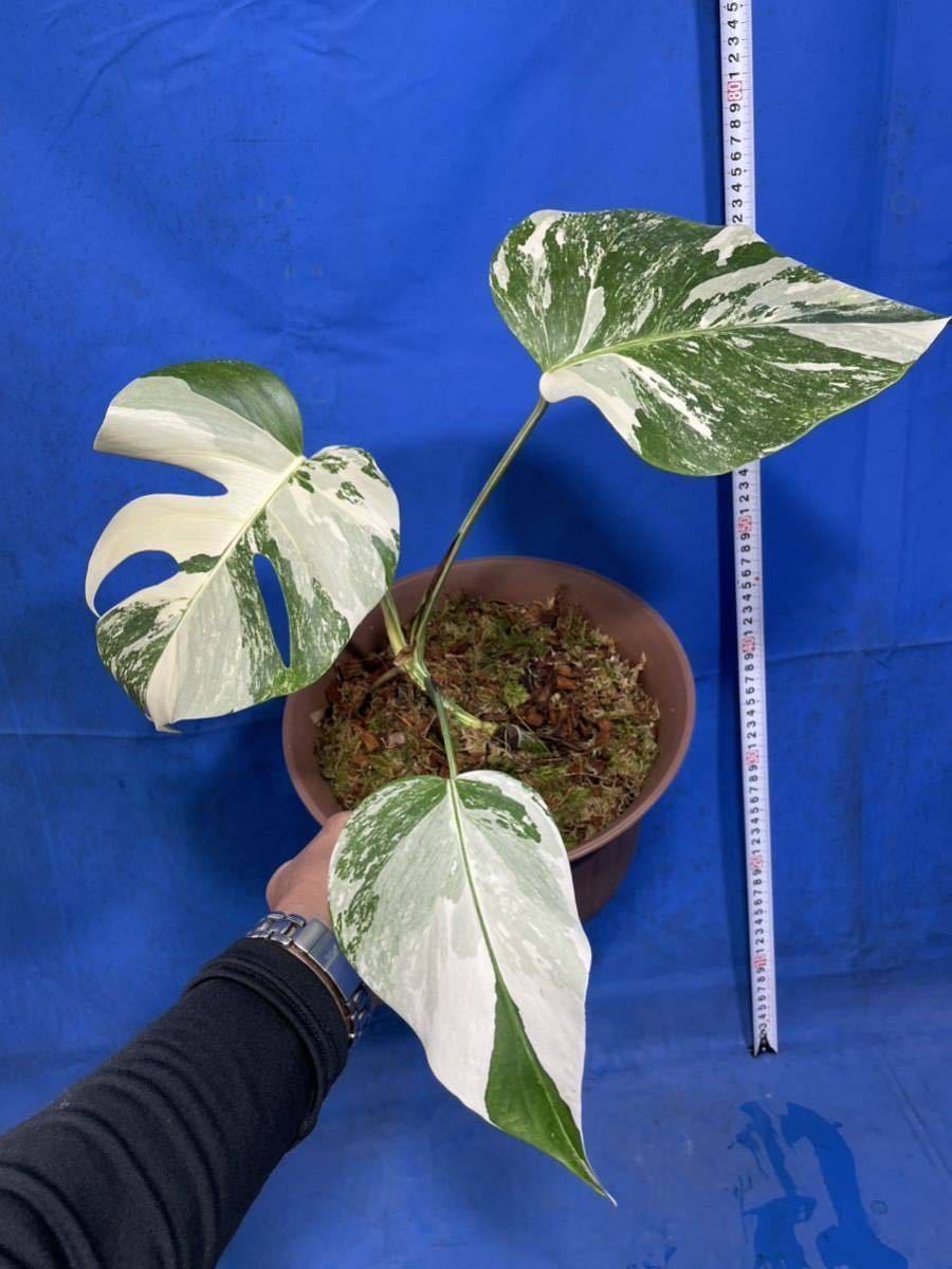 110 斑入り モンステラ　デリシオーサ　バラエティー　ボルシギアナ 'ホワイトバリエゲッド'極斑入り　Monstera しっかり栽培品　親木に！