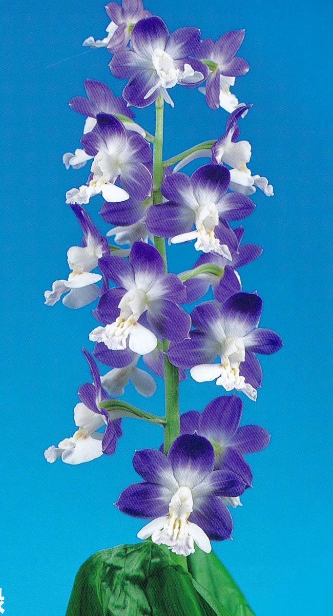 山野草 希少白花エゾ ツガザクラ D 盆栽 - エゾノツガザクラ 山野草