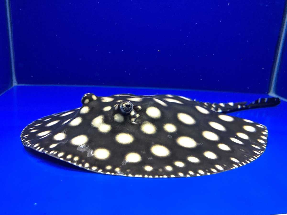 極上極美個体 当店ブリード個体！ビッグスポット ダイヤモンドポルカ 雌15cm前後 3枚