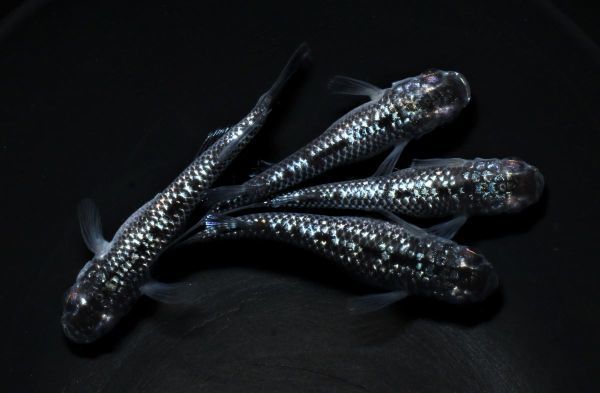 強ラメブラックダイヤ 若魚 ☆現物出品☆ 2ペア めだか メダカ 発送日限定 加温個体【矢掛本陣目高】