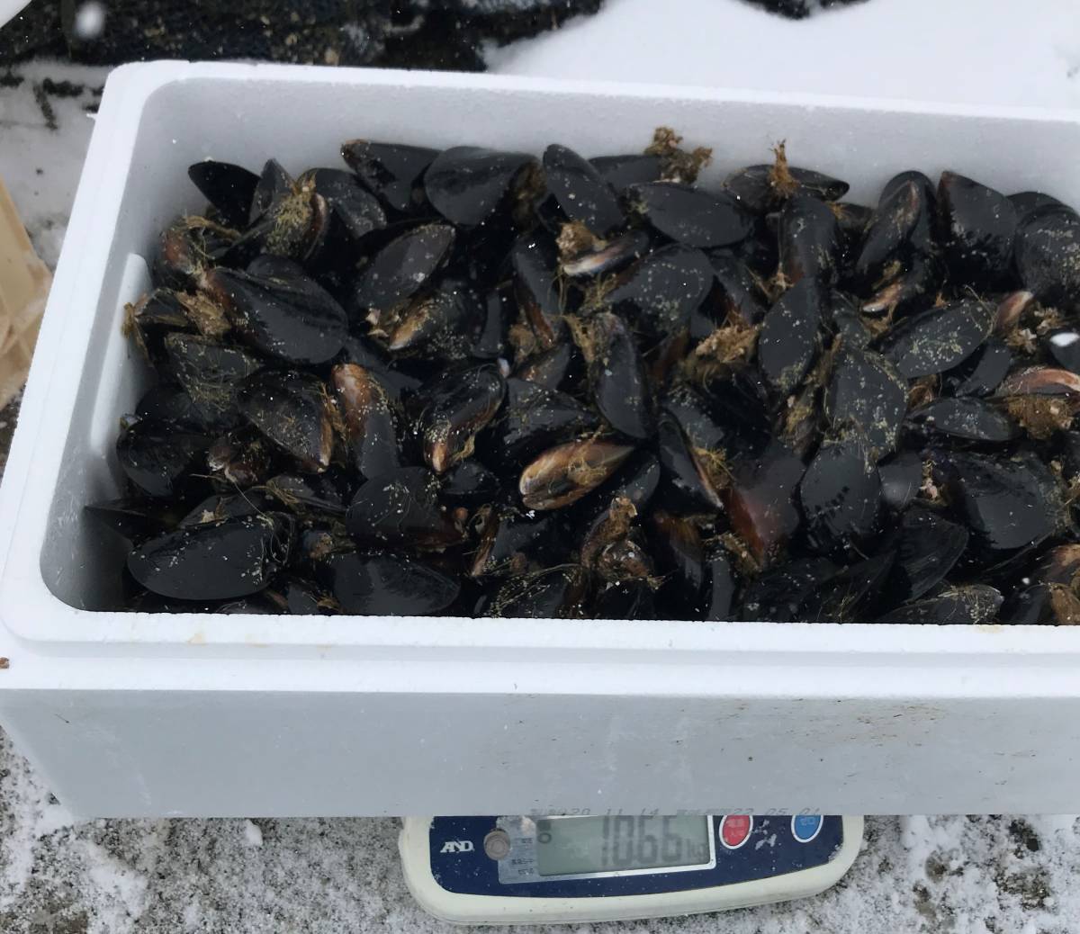 ※M在庫無し】釣り餌 10kg ムール貝,カラス貝,シウリ貝,ムラサキイガイ【青森県産】真鯛,石鯛,黒鯛,コブダイ,アイナメ,カワハギ等釣りエサ