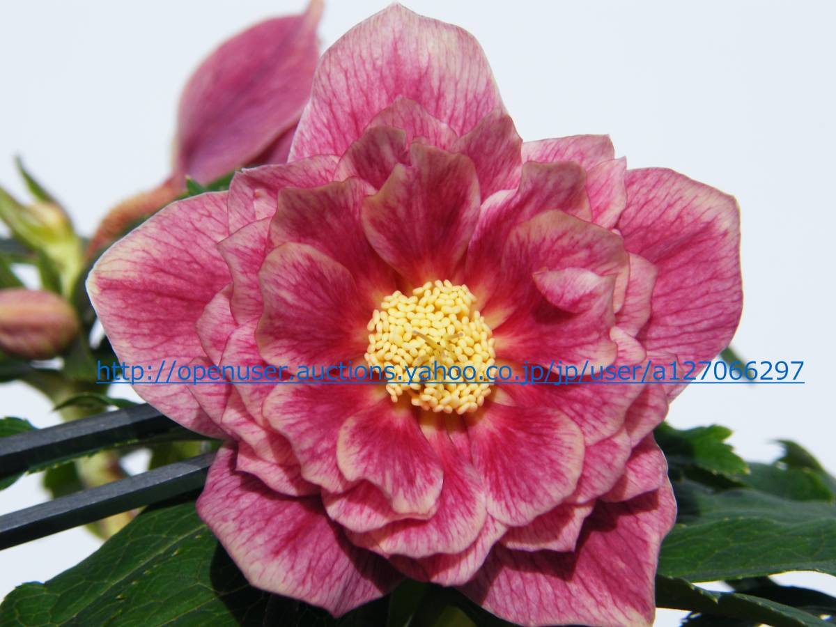 ソレイユセルフ苗☆クリスマスローズ苗 リバーシブルオーレア